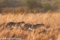 guepard / cheetah