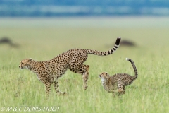 guepard / cheetah