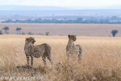 guepard / cheetah