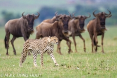 guepard / cheetah