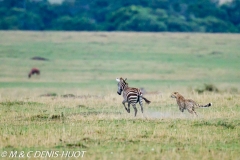 guepard / cheetah