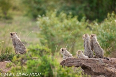 guepard / cheetah