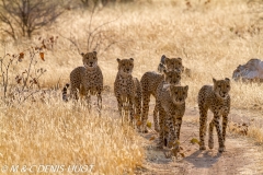 guepard / cheetah