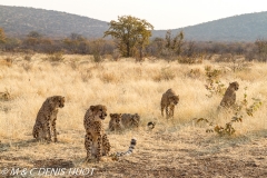 guepard / cheetah