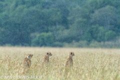 guepard / cheetah