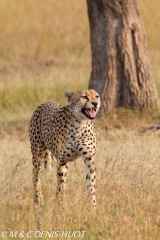 guepard / cheetah