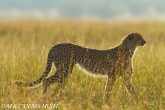 guepard / cheetah