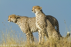 guepard / cheetah