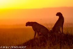 guepard / cheetah