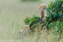 guepard / cheetah