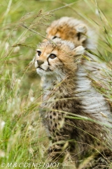 guepard / cheetah