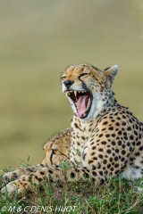 guepard / cheetah