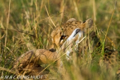 guepard / cheetah