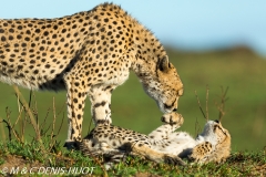 guepard / cheetah