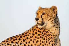 guepard / cheetah