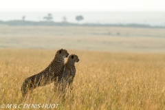 guepard / cheetah