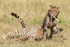 guepard / cheetah