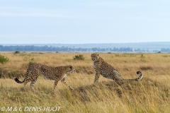 guepard / cheetah