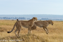 guepard / cheetah