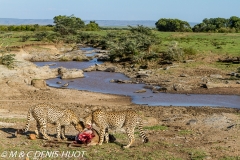 guepard / cheetah