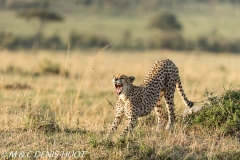 guepard / cheetah