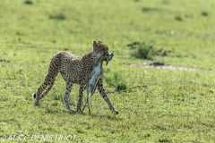 guepard / cheetah