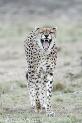 guepard / cheetah