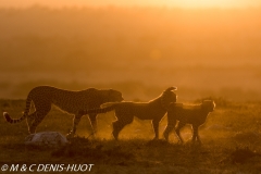 guepard / cheetah