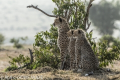 guepard / cheetah