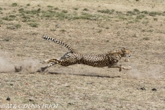 guepard / cheetah