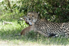 guepard / cheetah