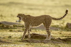 guepard / cheetah