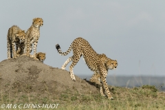 guepard / cheetah