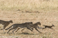 guepard / cheetah