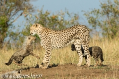 guepard / cheetah