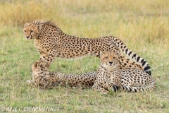 guepard / cheetah