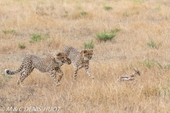 guepard / cheetah