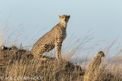 guepard / cheetah