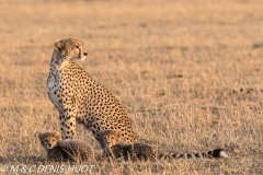 guepard / cheetah