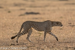 guepard / cheetah