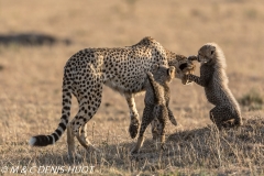 guepard / cheetah