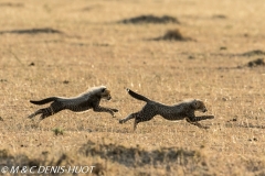 guepard / cheetah