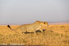 guepard / cheetah