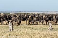 guepard / cheetah