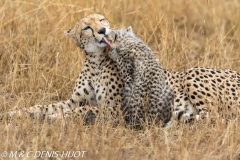 guepard / cheetah