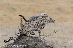 guepard / cheetah