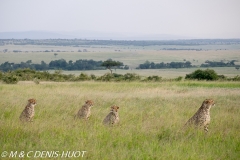 guepard / cheetah