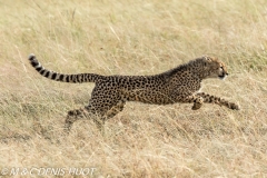 guepard / cheetah