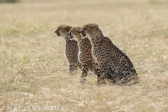 guepard / cheetah