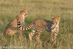 guepard / cheetah